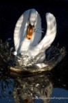 015_Magická Anglie_www.AurasomaaFengshui (13).jpg